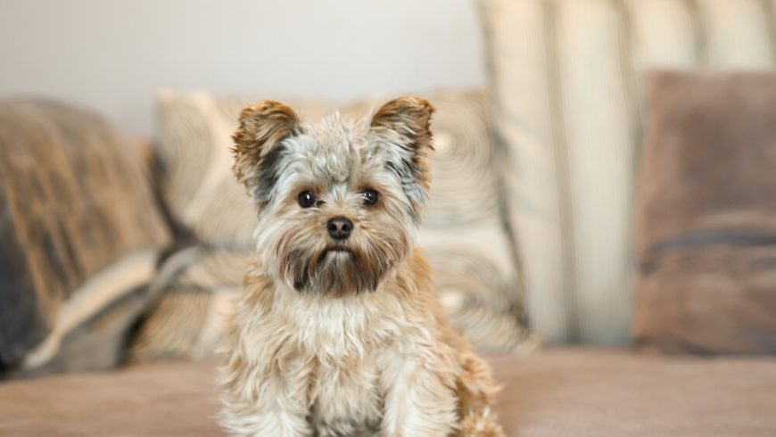 Is Your Yorkie Overweight? How to Tell and How Can You Help