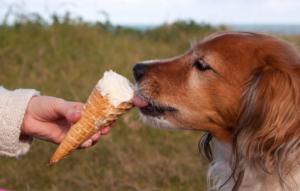 What are the top food allergens in dogs