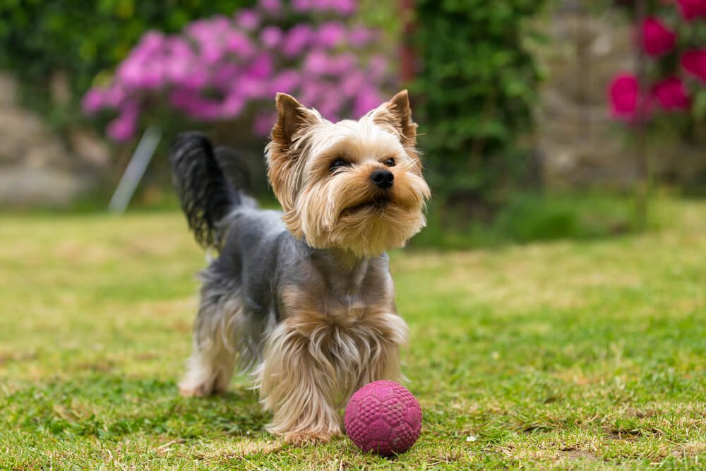 How can you keep your Yorkie at a healthy weight?