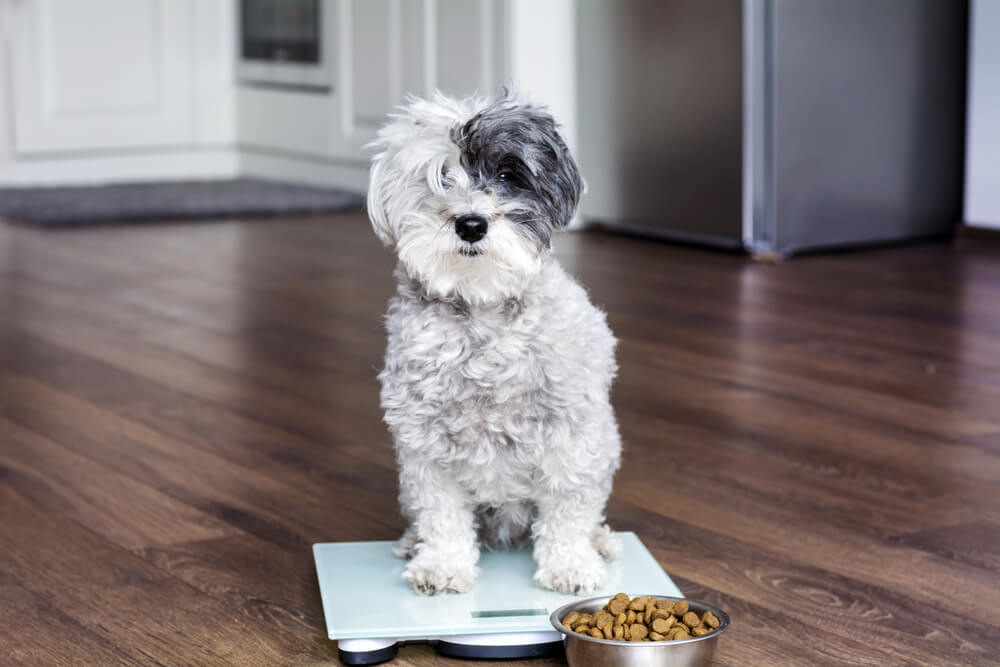 What Problems May I see Feeding Puppy Food To My Adult Dog?