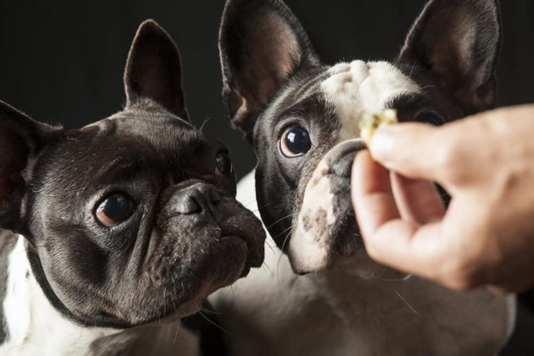 Do dogs get bored of always being fed the same food