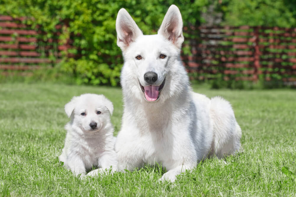 Can Adult Dogs Eat Puppy Food A Veterinarian Explains Raised Right 