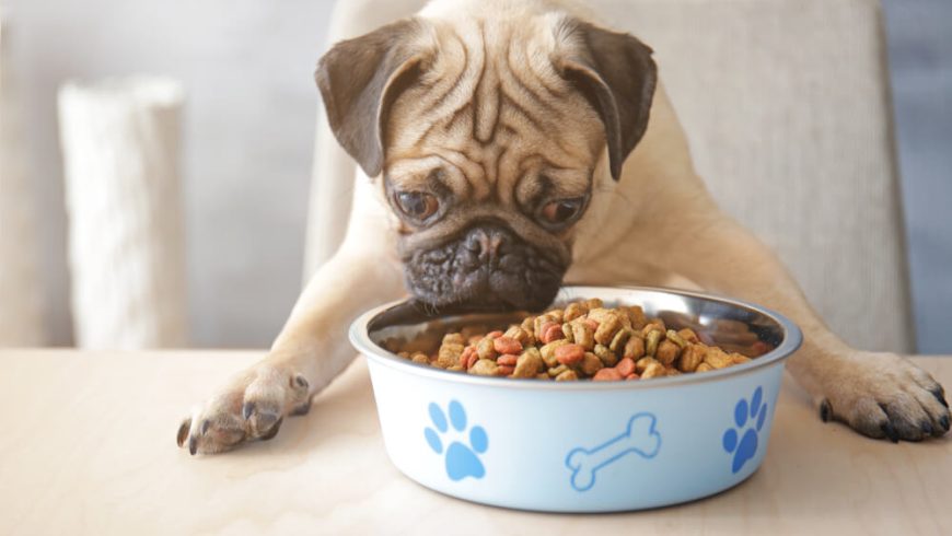 Harmful Ingredients in Dog Food to Avoid Feeding Your Pup
