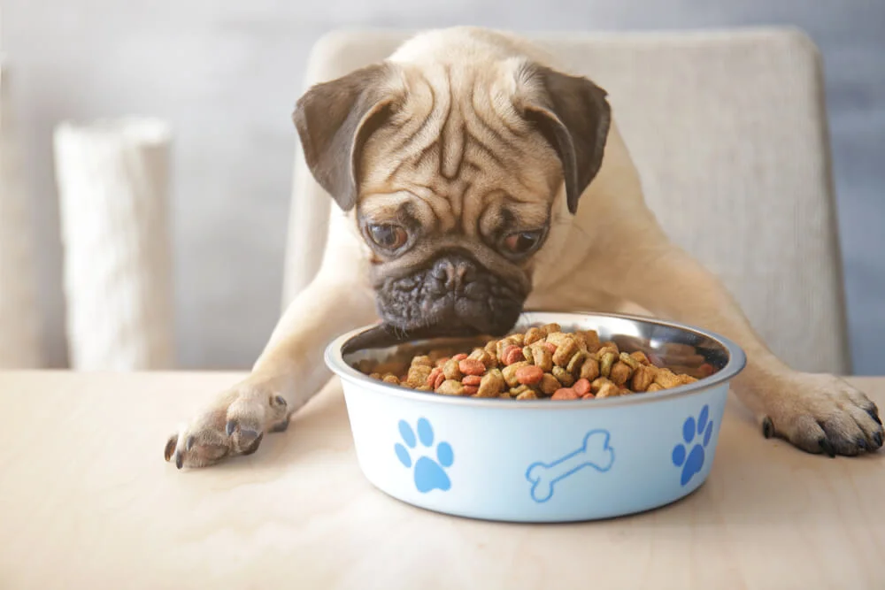 ingredients to avoid in dog food