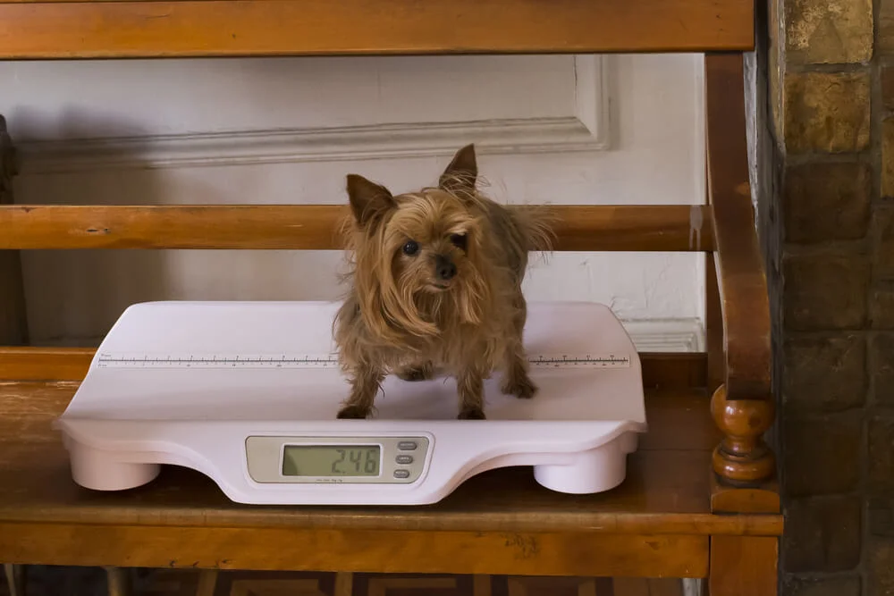 How Much Should a Yorkie Weigh?