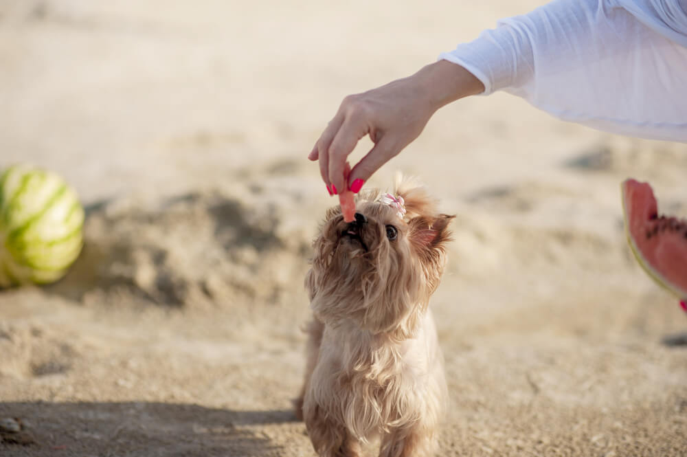 Are carrots good for Yorkies