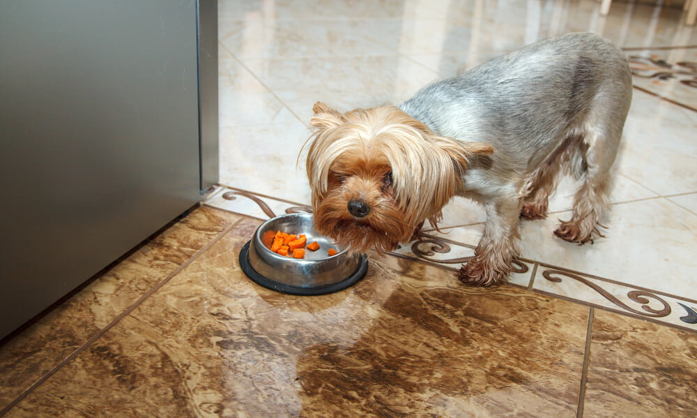 What can Yorkies eat aside from dog food