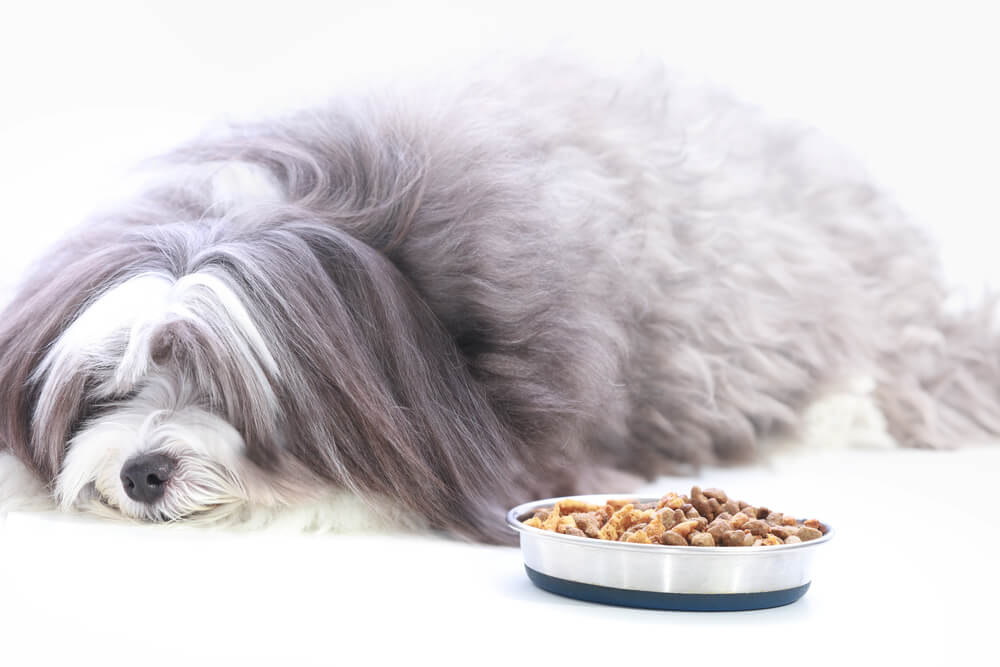 Do dogs get bored of always being fed the same food?