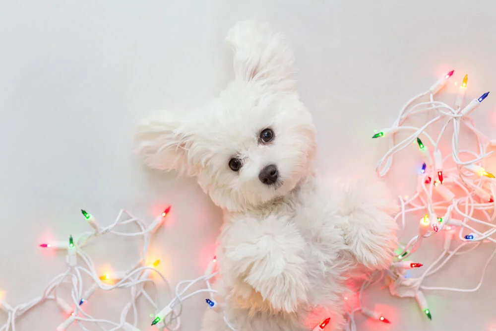 White Dog Names perfect for a maltese
