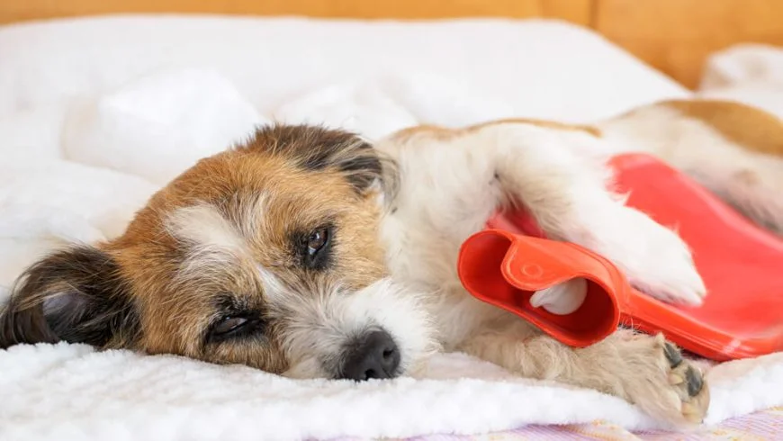 What to Feed a Dog with Acid Reflux? A Complete Guide