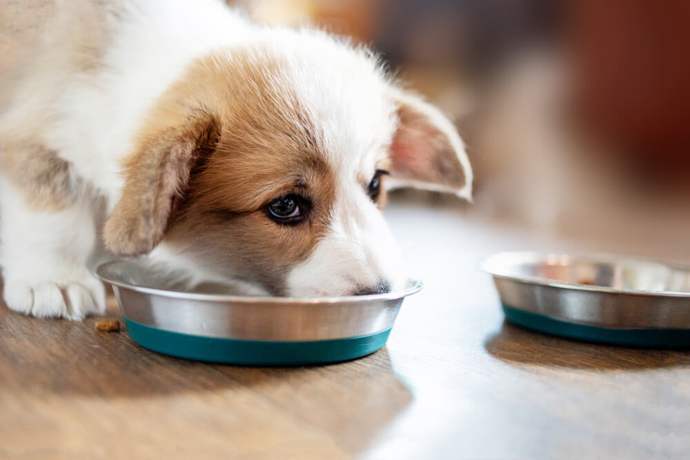 When to Wean Your Bottle-Fed Puppy