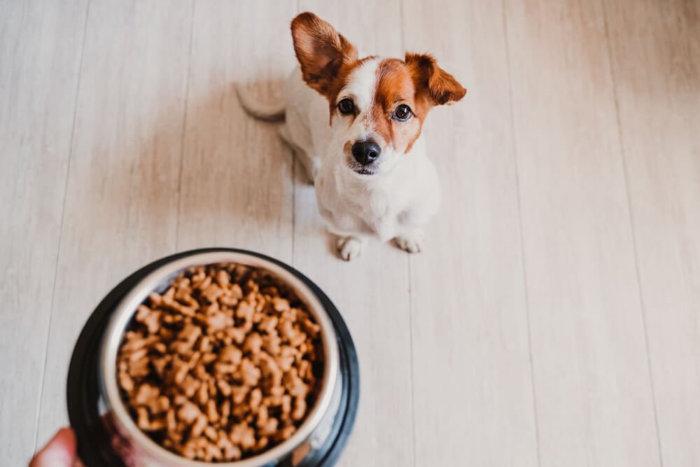 Dogs with skin allergies will benefit from a low carb diet