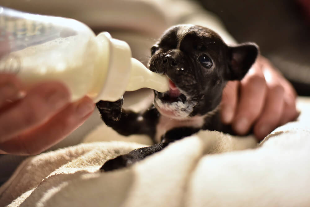 Feeding Issues with Bottle-Fed Puppies