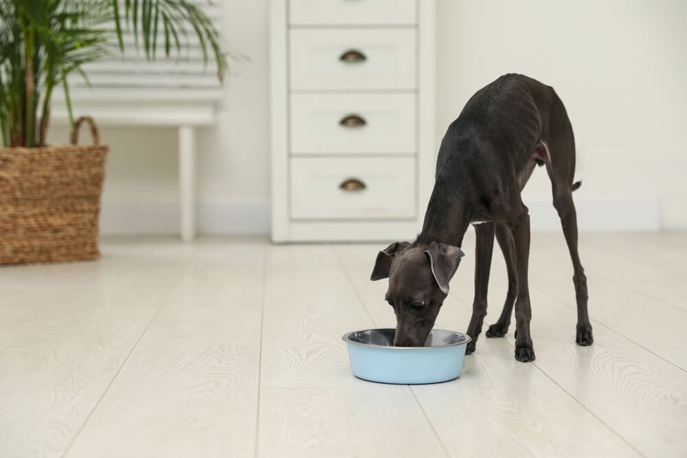 What ingredients does your dog need in their dog food