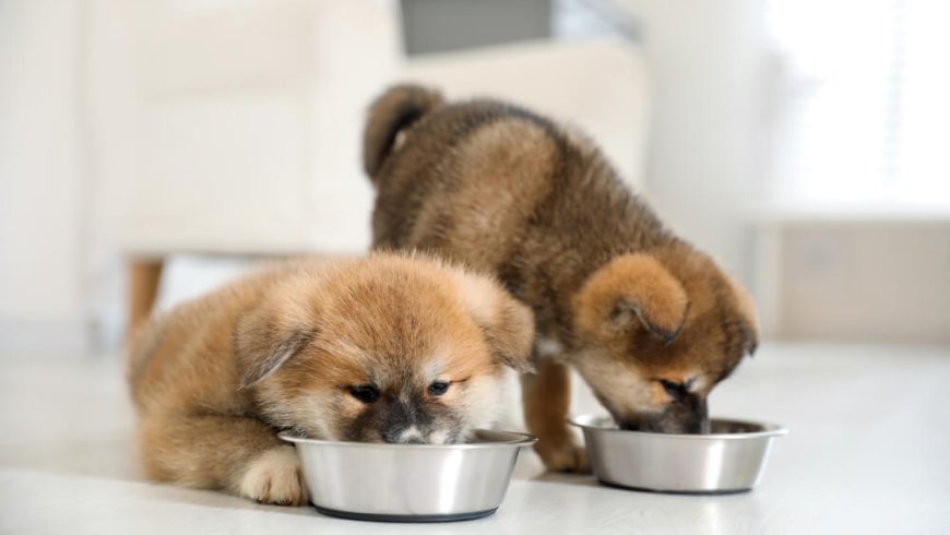 Newborn Puppy Feeding Chart & Feeding Advice