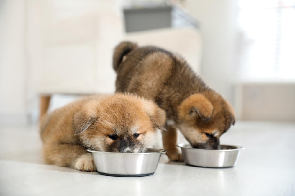 puppy feeding chart: how much to feed a newborn puppy