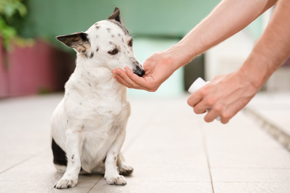 Arthritic dogs