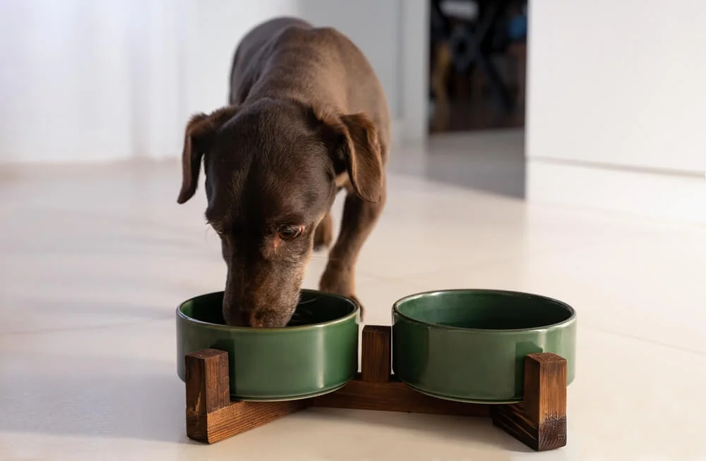 How to Prevent Acid Reflux in Dogs