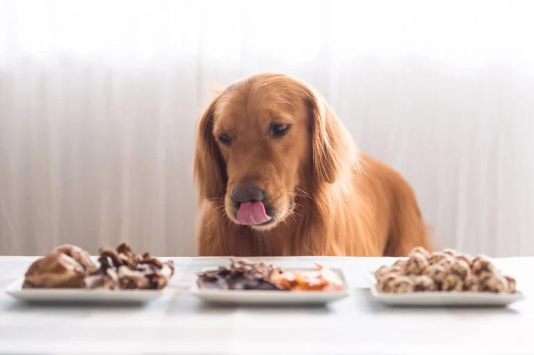 Lightly Cooked Dog Food vs Gently Cooked Dog Food: Is There a Difference?