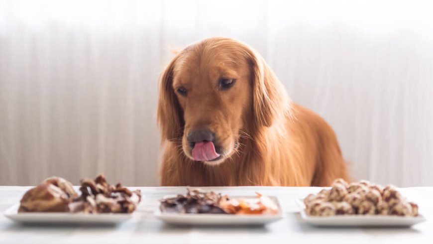 Gently Cooked Dog Food vs Lightly Cooked Dog Food: Is There a Difference?