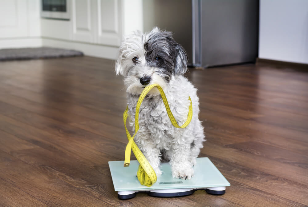 Obese dogs will benefit from a low carb diet