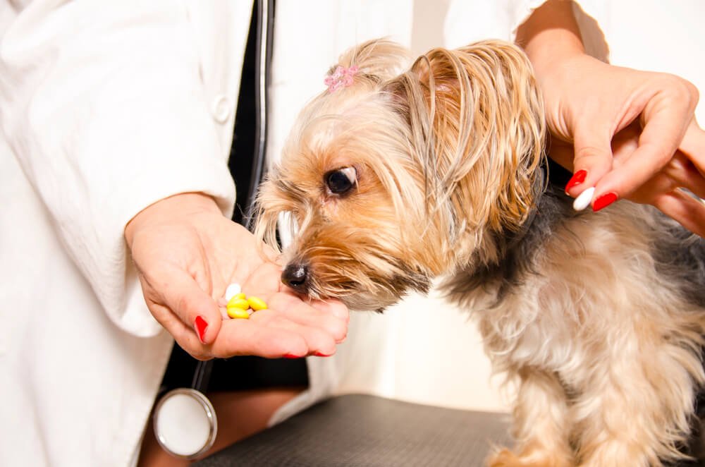 How are stomach problems in Yorkies treated?