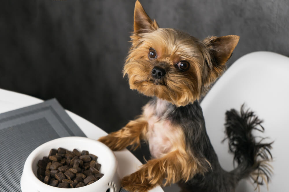 The importance of nutrition in Yorkie stomach problems