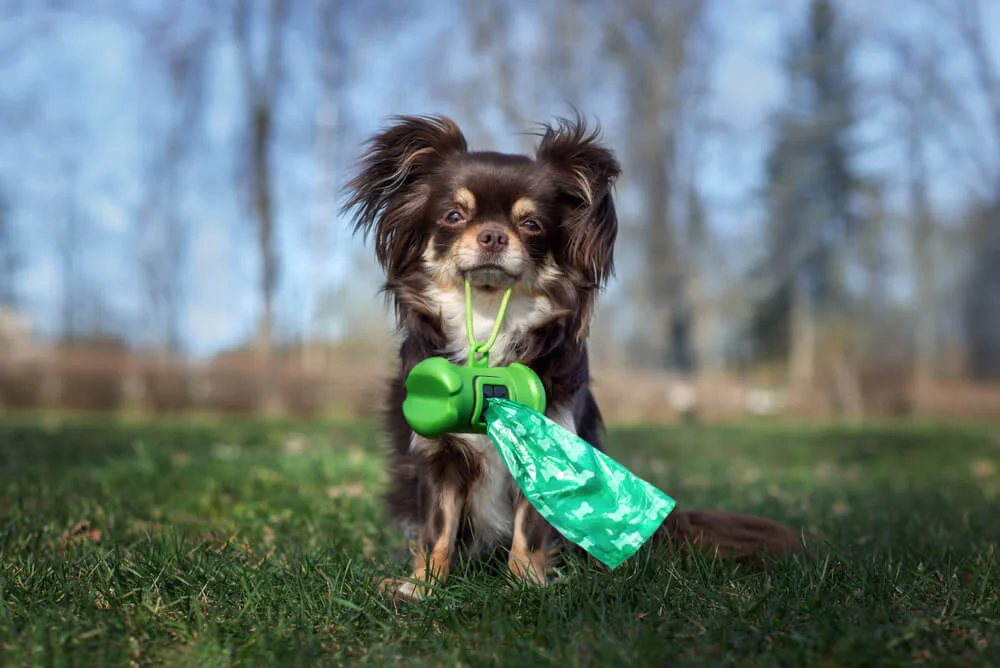 What might you notice in your dog’s poop?