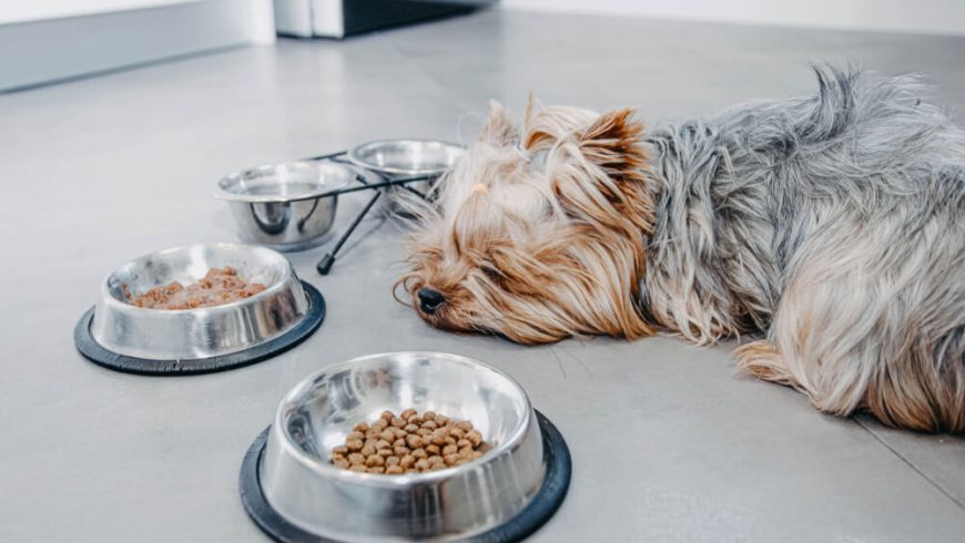 Yorkie Stomach Problems: Causes and How to Treat Them