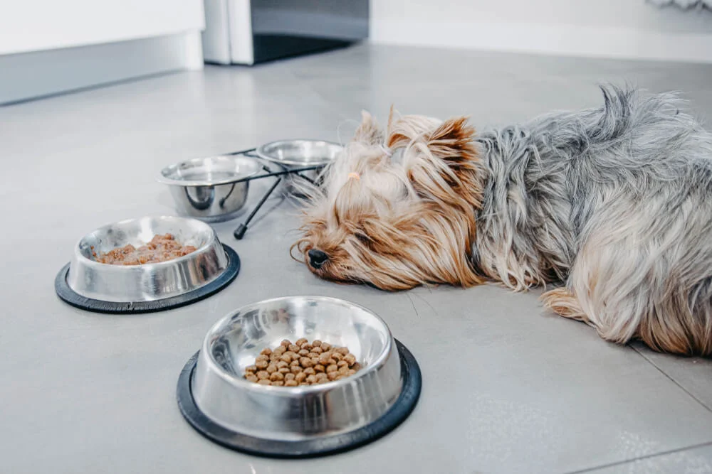 Yorkie Stomach Problems: Causes and How to Treat Them