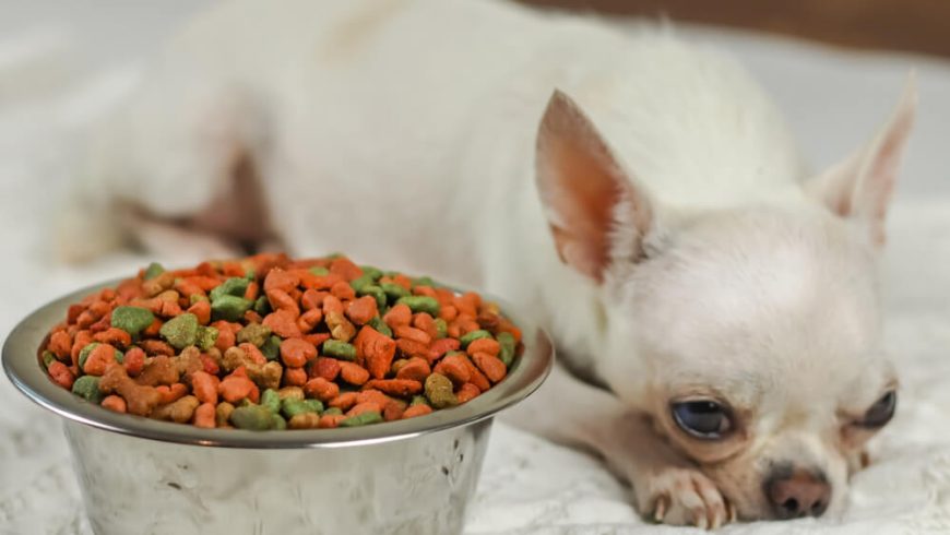 Chihuahua Stomach Problems: All About Chihuahua Digestive Issues