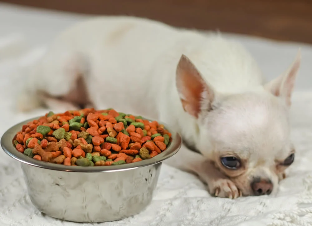 Chihuahua stomach problems