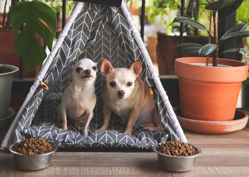 Chihuahua Stomach Problems All About Chihuahua Digestive Issues