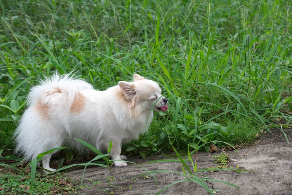 Symptoms of stomach problems in Chihuahuas
