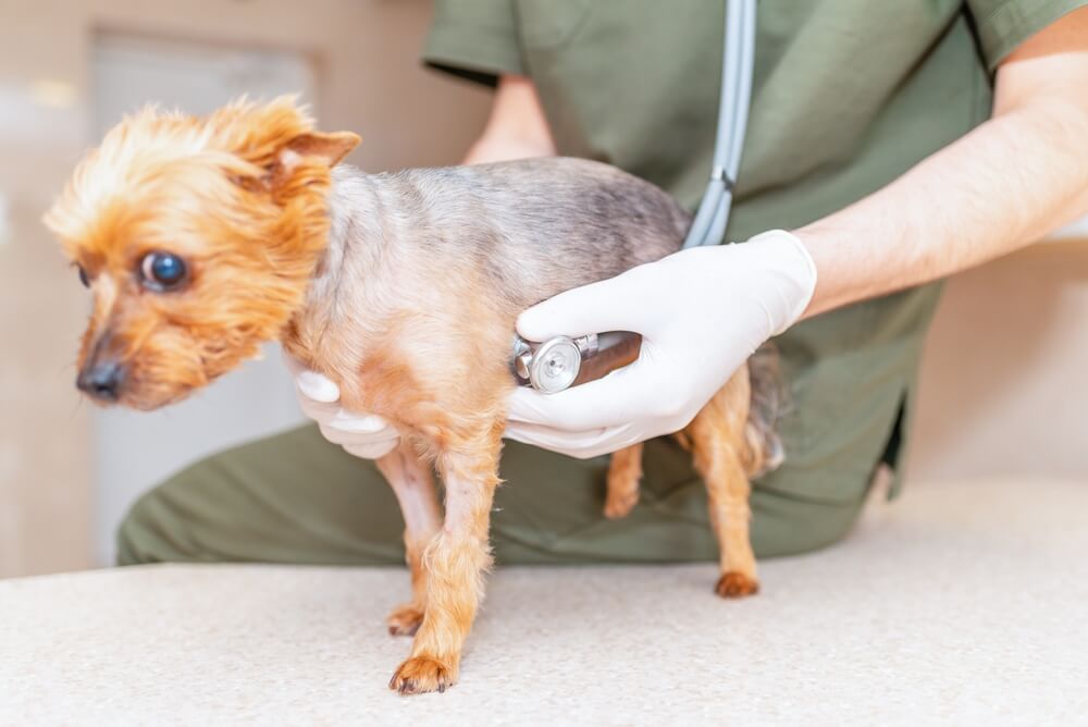 How are stomach problems in Yorkies diagnosed?