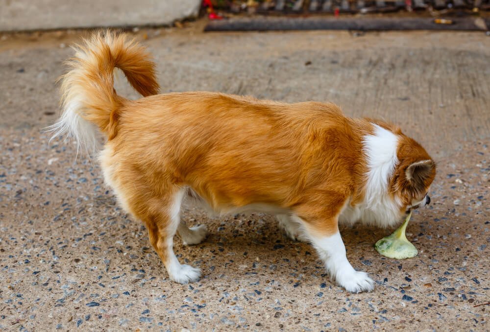 What are the causes of Chihuahua stomach problems?