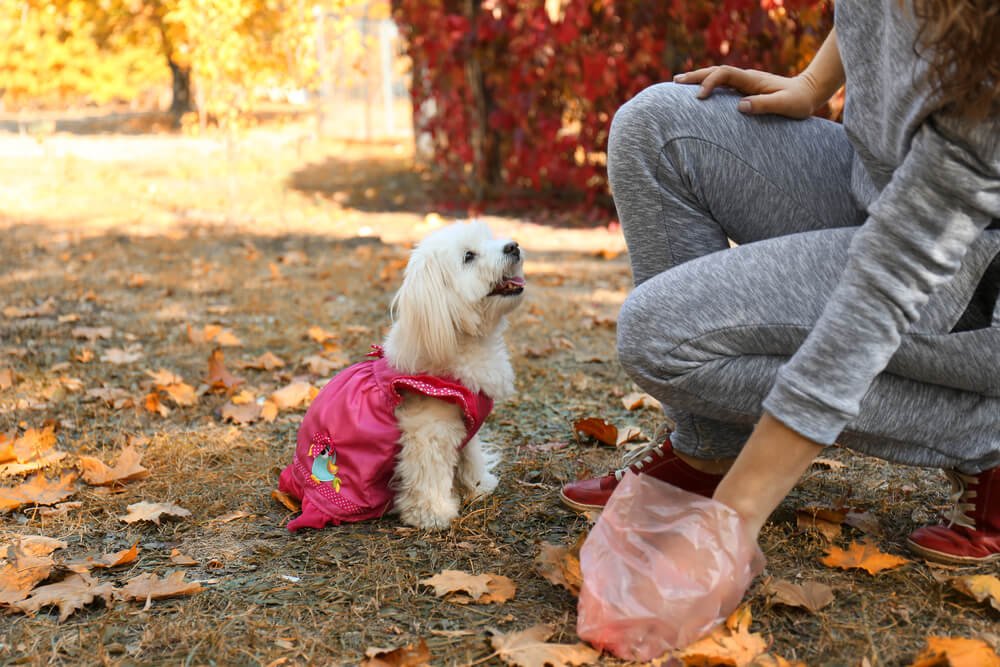 What shape should your dog’s poop be?