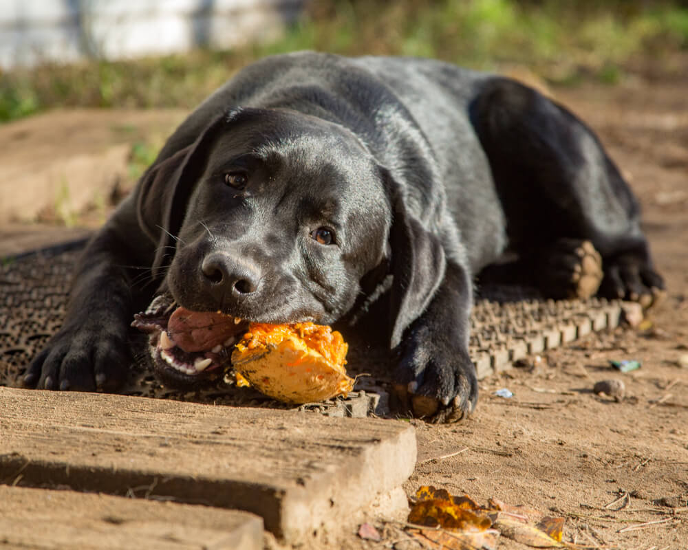 Is pumpkin good for constipation in dogs?