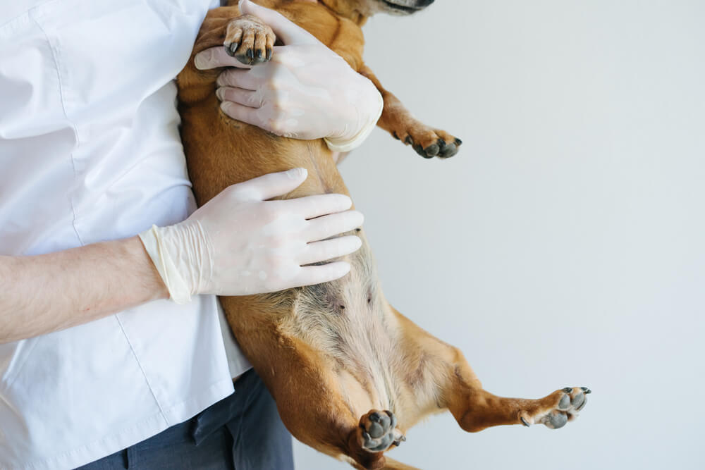 signs of poor gut health in dogs - bloating