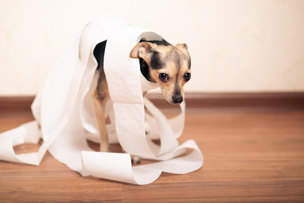 What causes constipation in dogs?