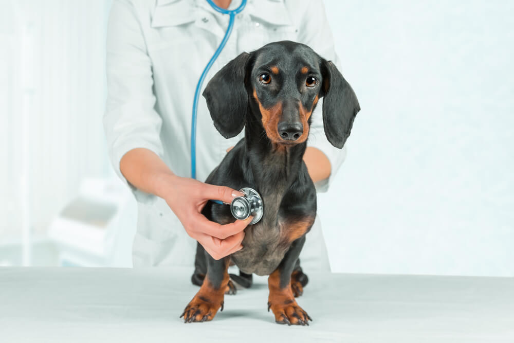 Most Important Signs of Poor Gut Health in Dogs