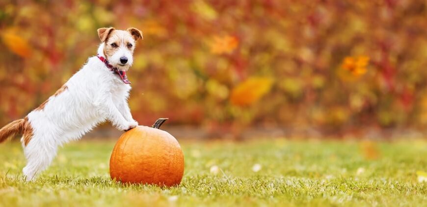 Pumpkin for Dog Constipation – Can Pumpkin Help Your Pooch?
