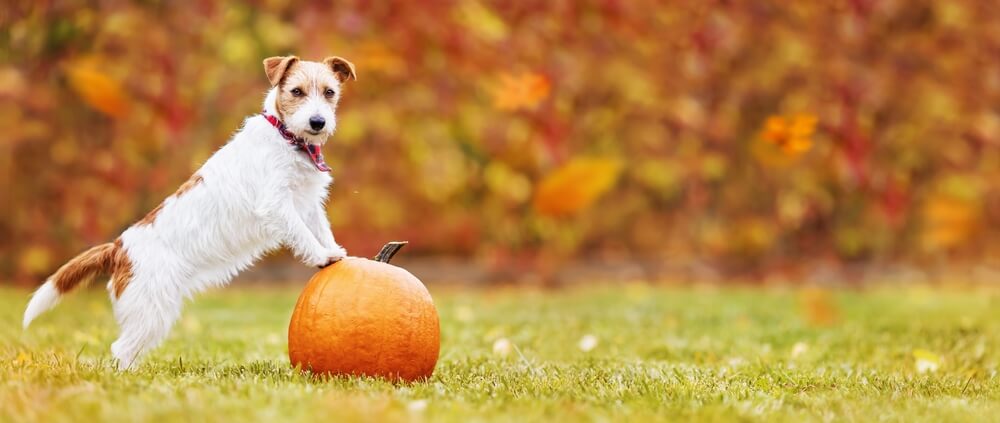Pumpkin for Dog Constipation – Can Pumpkin Really Help Your Pooch?