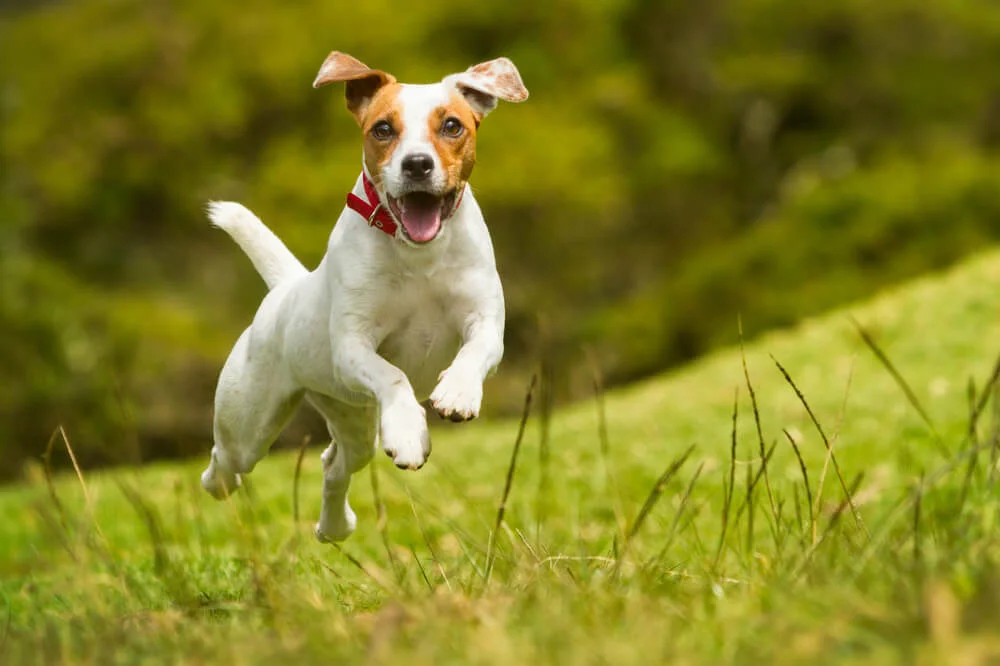 Preventing constipation in dogs