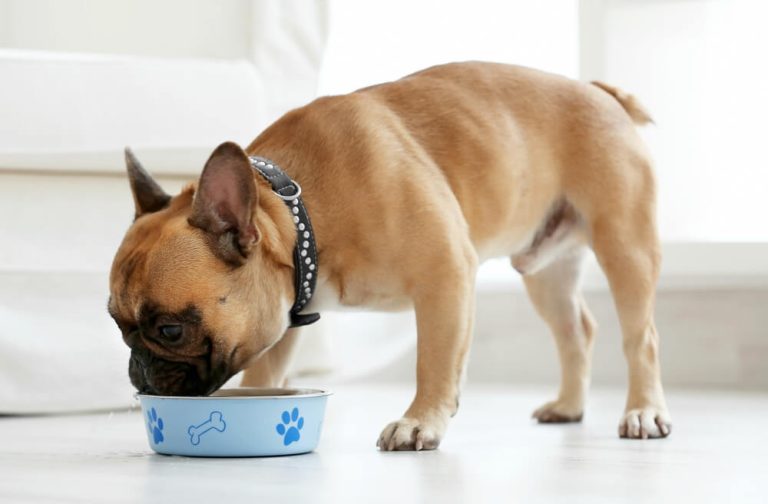 How can you improve your dog’s poor gut health?