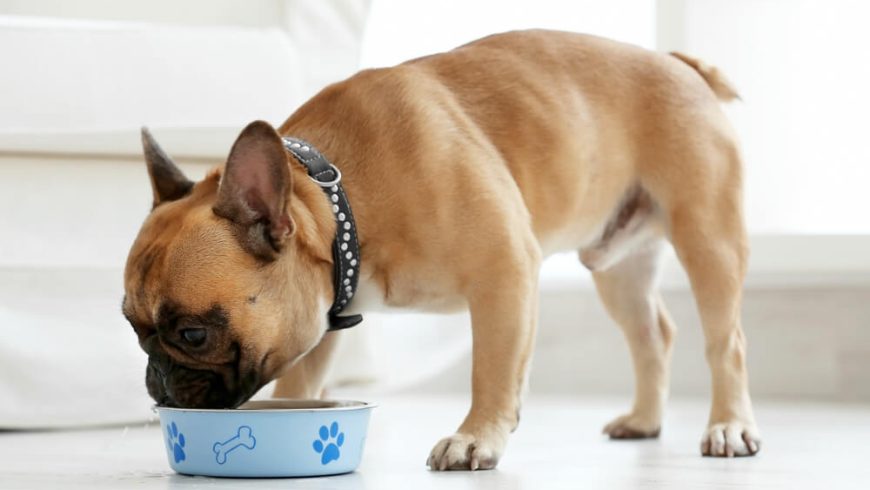 What are the Benefits of Limited Ingredient Dog Food?