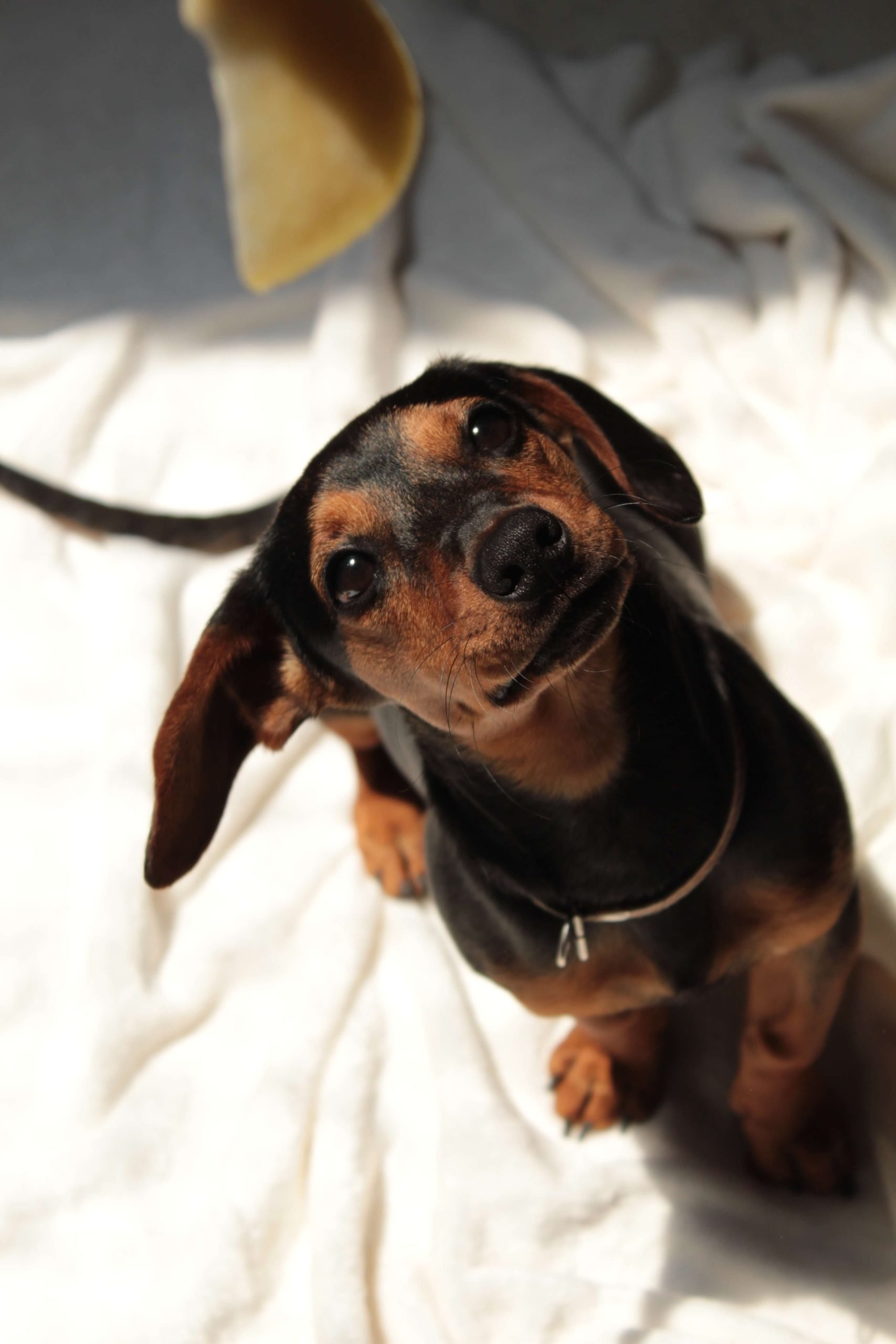What are the symptoms of dachshund stomach issues?
