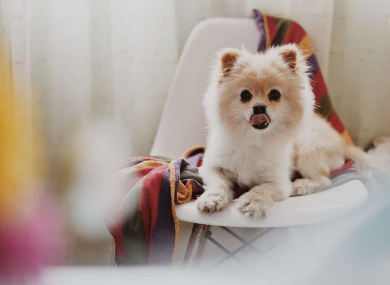 Pomeranian Weight Chart: A Guide to Your Puppy's Growth