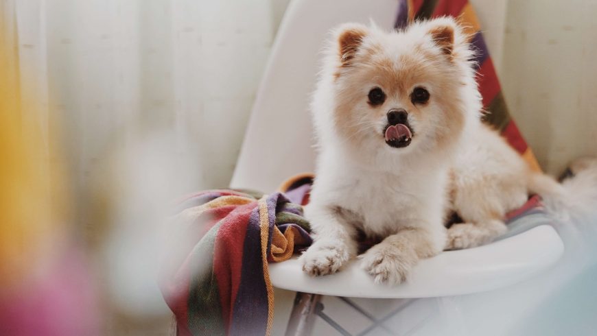 Pomeranian Weight Chart: A Guide to Your Puppy’s Growth