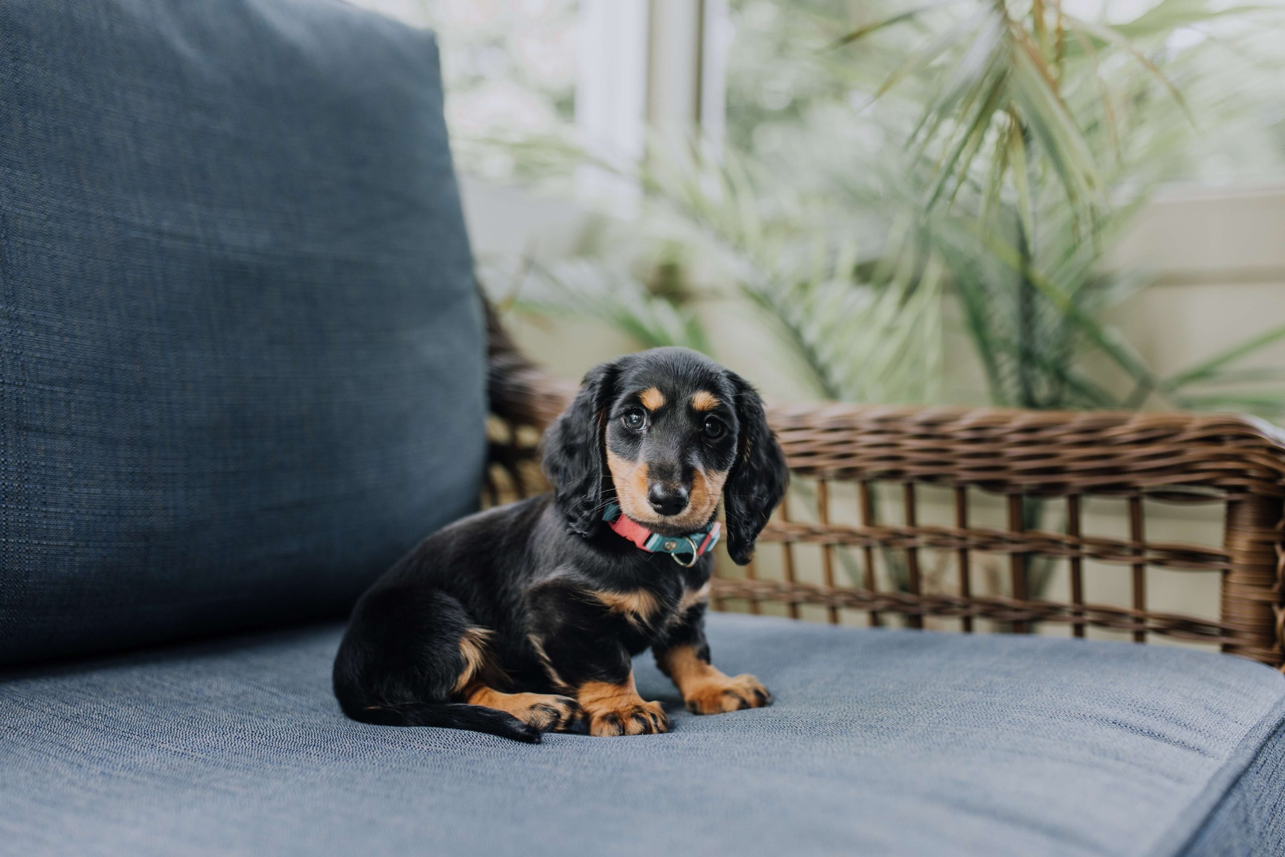 Why is my Dachshund puppy not gaining weight?